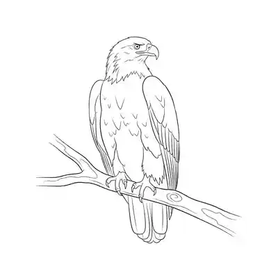 Perched Eagle Drawing Coloring Page (2)